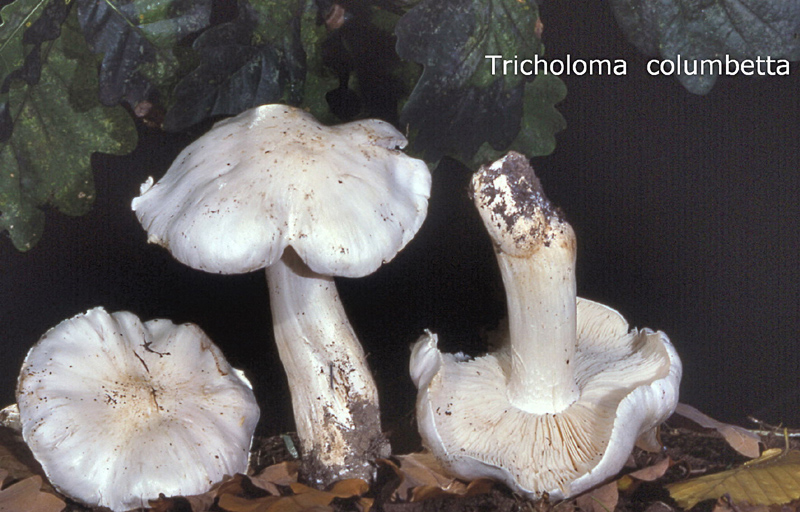 Tricholoma columbetta-amf1858.jpg - Tricholoma columbetta ; Syn: Gyrophila columbetta ; Non français: Tricholome colombette